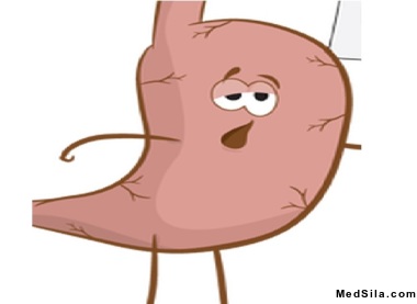 Схематическое изображение желудка